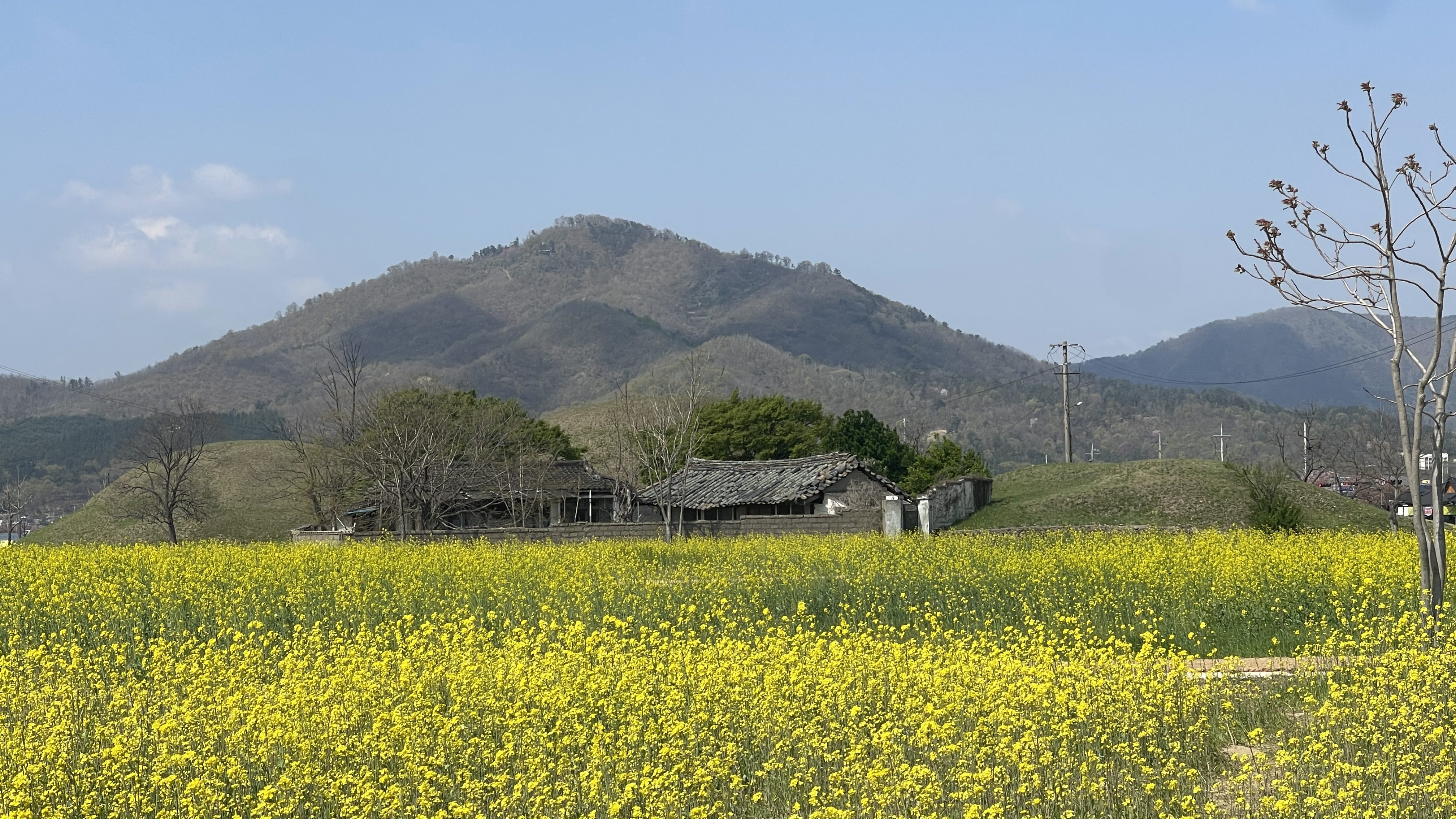 Un champs de fleurs jaunes à perte de vie, avec en fond des maisons abandonnées et des montagnes.